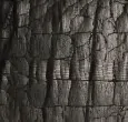 Croco Black Croco Black