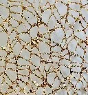Starry Gold Starry Gold