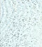 Starry White Starry White