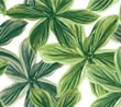 FLORA GREEN
